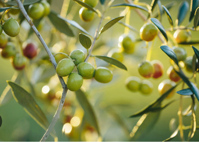 Early Harvest Olive Oil: Why Timing Matters for Polyphenol Levels