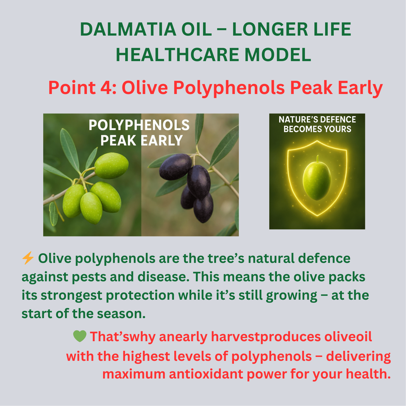 What Are Polyphenols in Olive Oil? Complete Guide to Health Benefits - Dalmatia Oil Shop