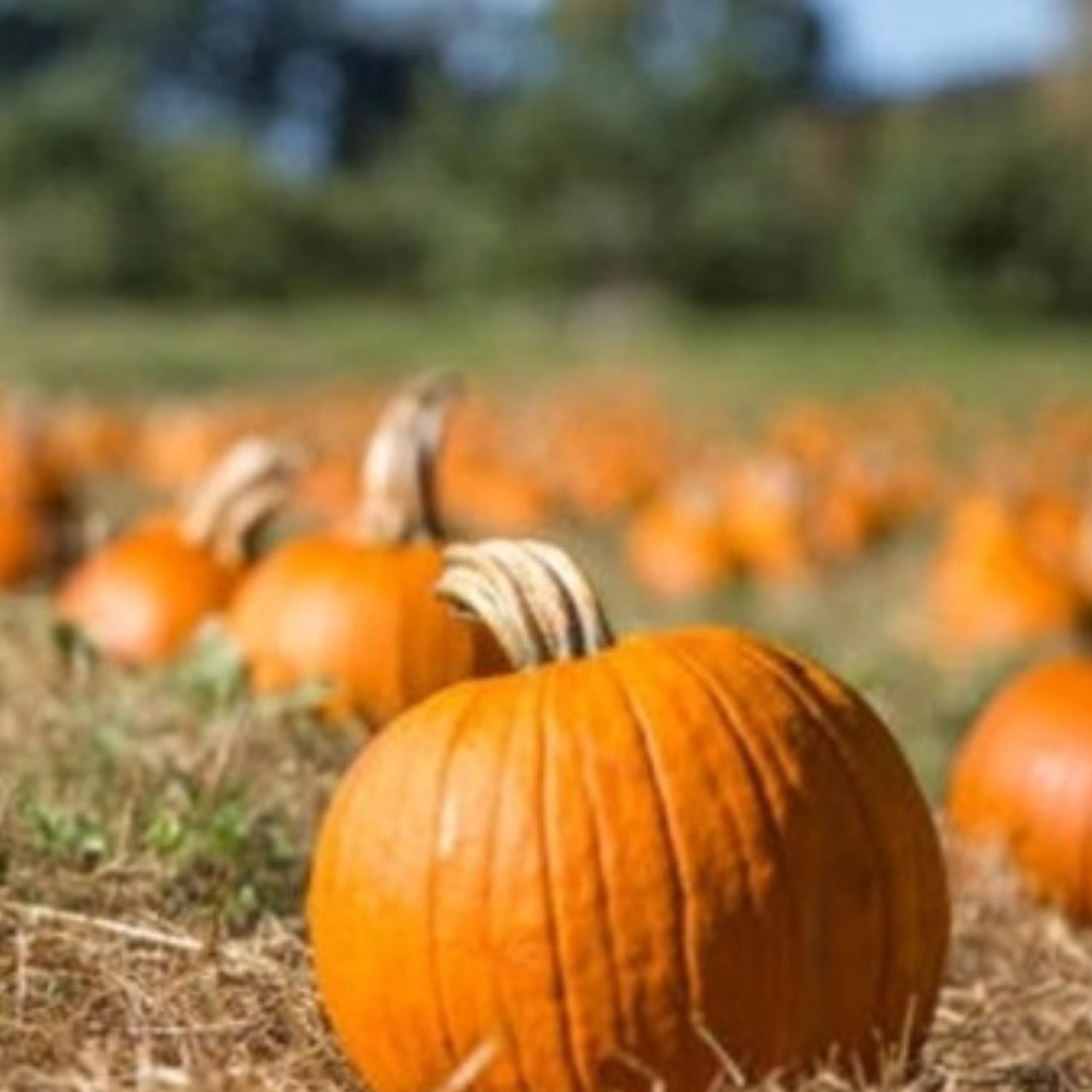 Pumpkin Seed Oil. Cold-Pressed, Roasted Seed, Slovenian & Croatian Artisan Oil – 500mlRich, Nutty Flavour, Nutrient-Dense Superfood.