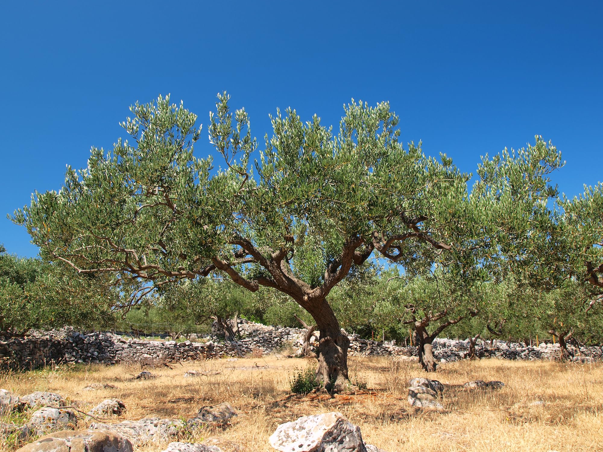 Vita Blend - The highest Polyphenol Olive Oil weve ever made! 1500mg/kg