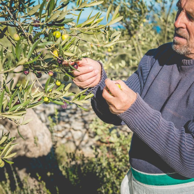 Vita Blend – Ultra High Polyphenol Olive Oil (1500 mg/kg) - 500ml - Dalmatia Oil Shop