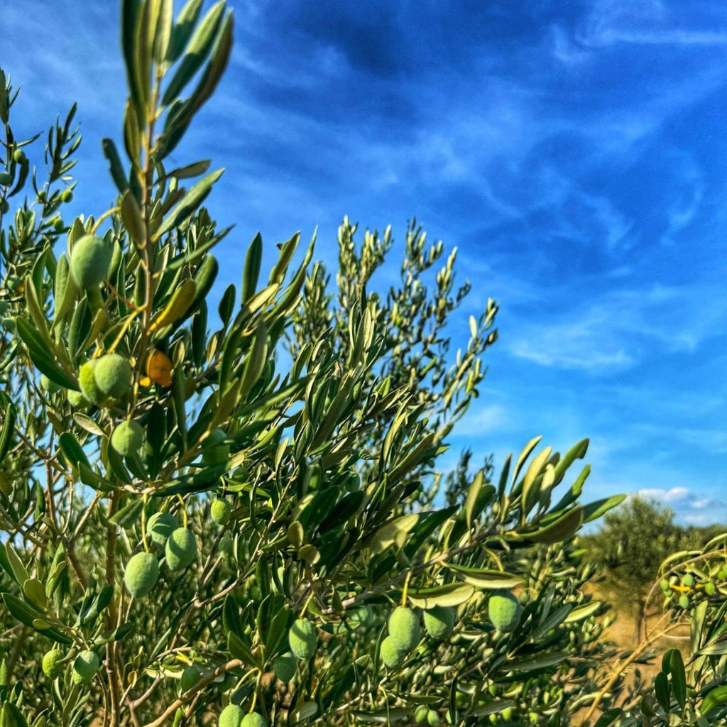 Cipressena Blend – Early Harvest Olive Oil (1100 mg/kg) - 500ml - Dalmatia Oil Shop